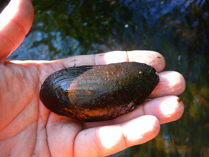 Margaratifera margaratifera CT Species of Special concern (fresh water mussel)