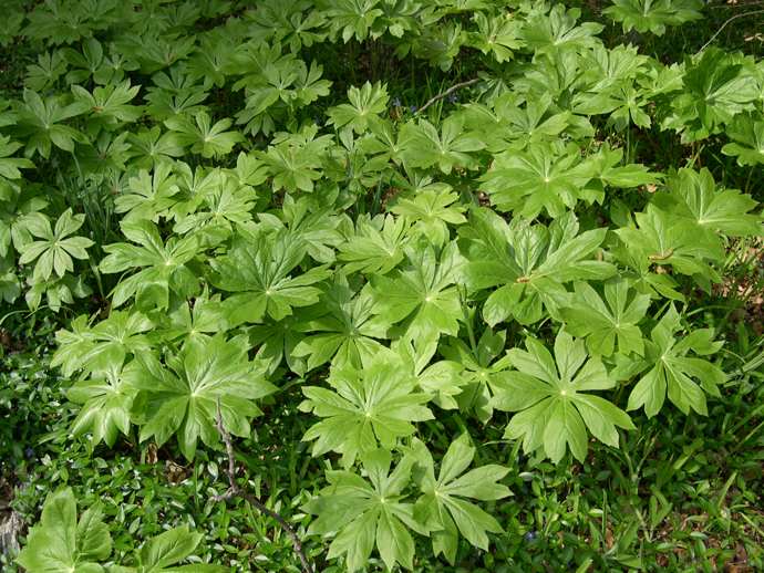 Groundcovers such as Mayapple are very attractive  and interesting, and also reduce the need for turf chemical application.