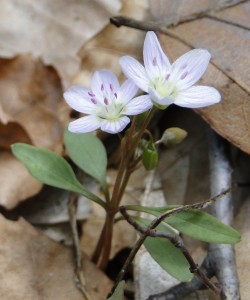 DSC09978Claytonia