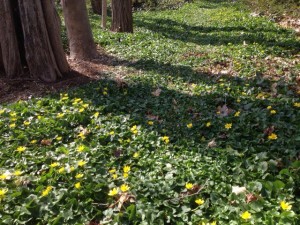 Ranunculus ficaria Long Island